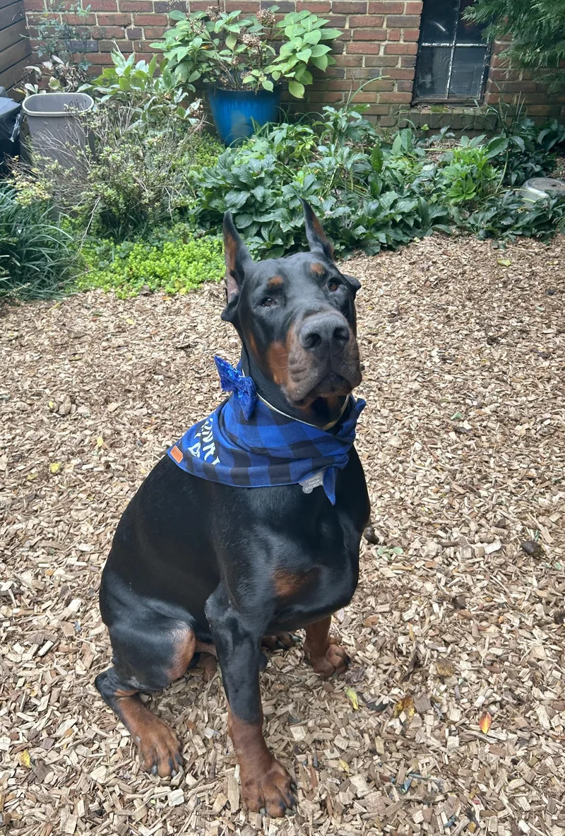A young large-sized male Black Doberman Pinscher dog named Cooper for adoption in Arlington, VA