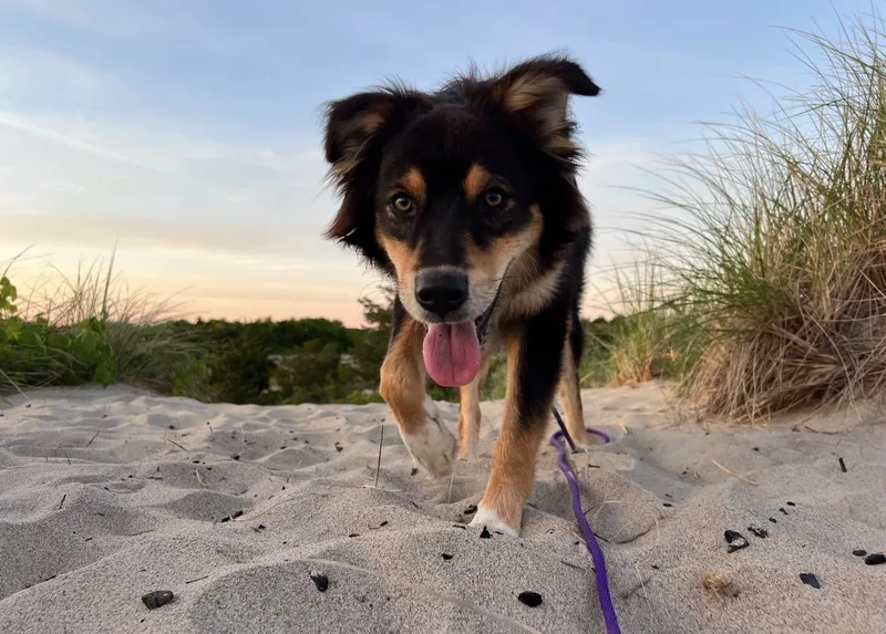 A baby medium-sized male Australian Shepherd dog named Ramsey for adoption in Pembroke, MA
