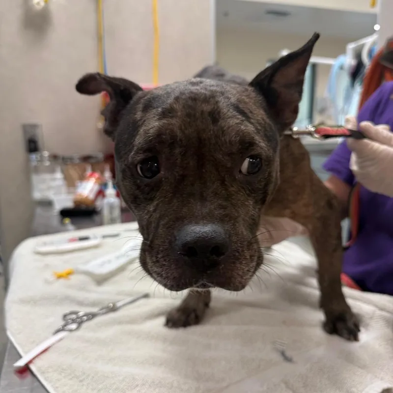 A senior medium-sized female Gray / Blue / Silver Mixed Breed dog named Aspen for adoption in Jacksonville, FL