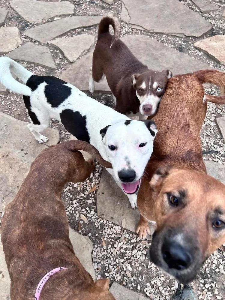 An adult medium-sized male Tricolor (Brown, Black, & White) Pointer dog named Brandon James for adoption in Saugus, MA