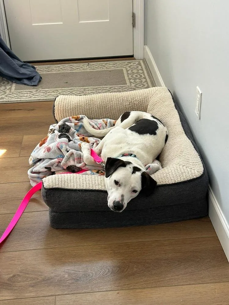 Brandon James thumbnail 2