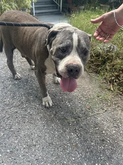 An adult large-sized male Mixed Breed dog named Benson for adoption in Palmetto, FL