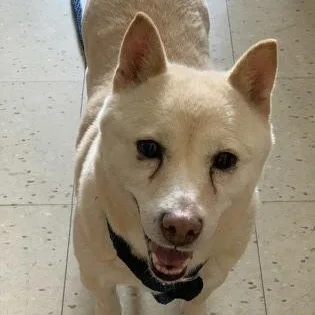 An adult medium-sized female Shiba Inu dog named Cream Puff for adoption in Philadelphia, PA