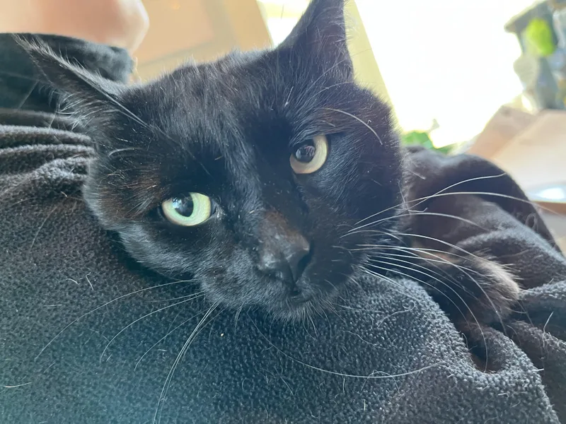 An adult large-sized male Black Domestic Short Hair cat named Gotham for adoption in Salisbury, MA