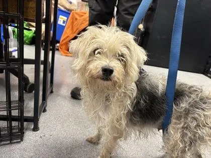 An adult small-sized female Mixed Breed dog named Mimi for adoption in West Chester, PA