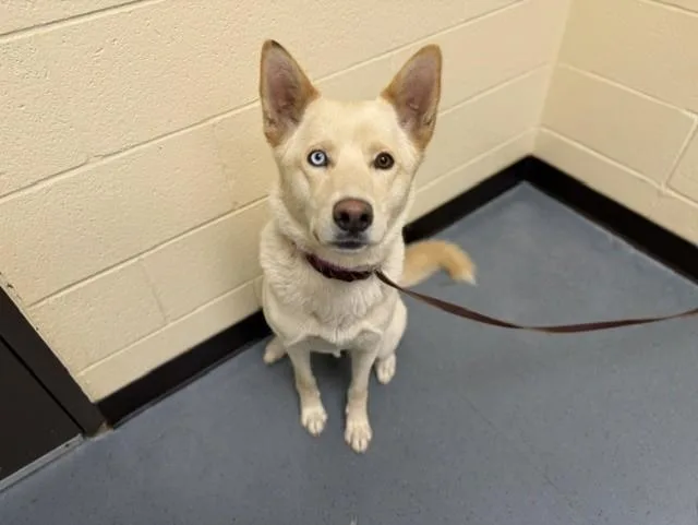 A young large-sized female Siberian Husky dog named Chirly for adoption in Denver, CO
