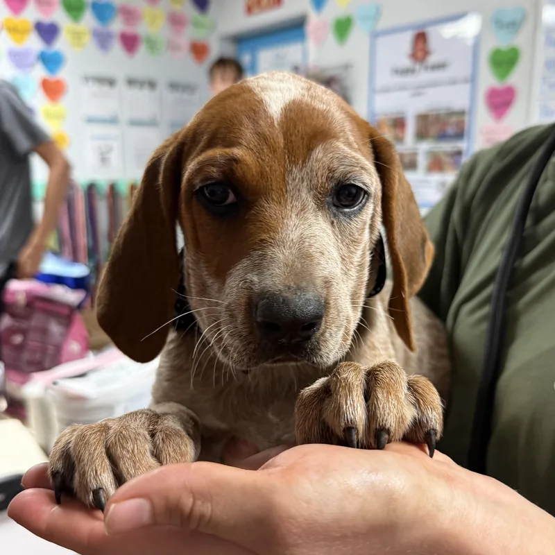 Rib Roast thumbnail 3