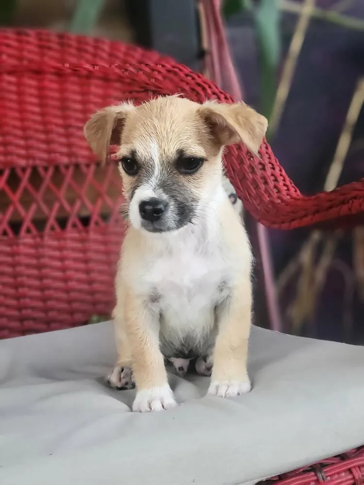 A baby small-sized male Terrier dog named Miny for adoption in Albuquerque, NM