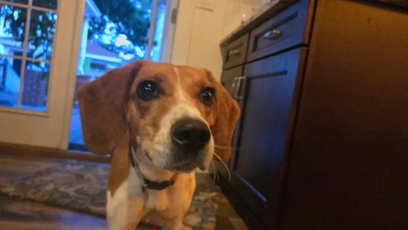 An adult medium-sized female Beagle dog named Canela for adoption in Tampa, FL