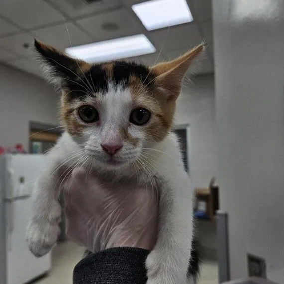A baby small-sized female Calico Domestic Short Hair cat named Ruby for adoption in Jacksonville, FL