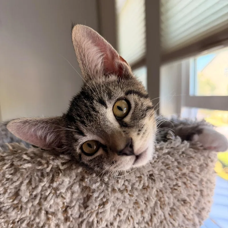 A baby medium-sized male Brown / Chocolate Domestic Short Hair cat named Princess for adoption in Morgan Hill, CA