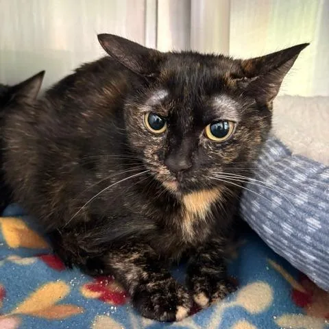 An adult medium-sized female Black Domestic Short Hair cat named Totoro for adoption in Emporia, KS