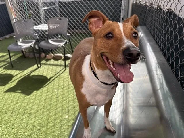 A young large-sized male Pit Bull Terrier dog named Dante for adoption in Phoenix, AZ