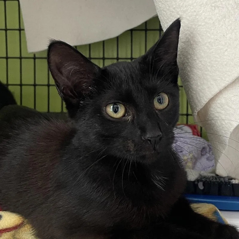 A baby small-sized female Domestic Short Hair cat named Kita for adoption in Chicago, IL