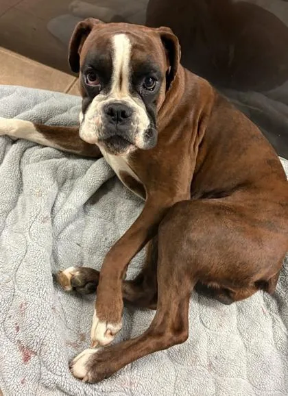 An adult medium-sized female Boxer dog named Truffles for adoption in Malvern, PA