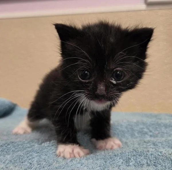 A baby small-sized female Domestic Short Hair cat named Celeste for adoption in Vancouver, WA