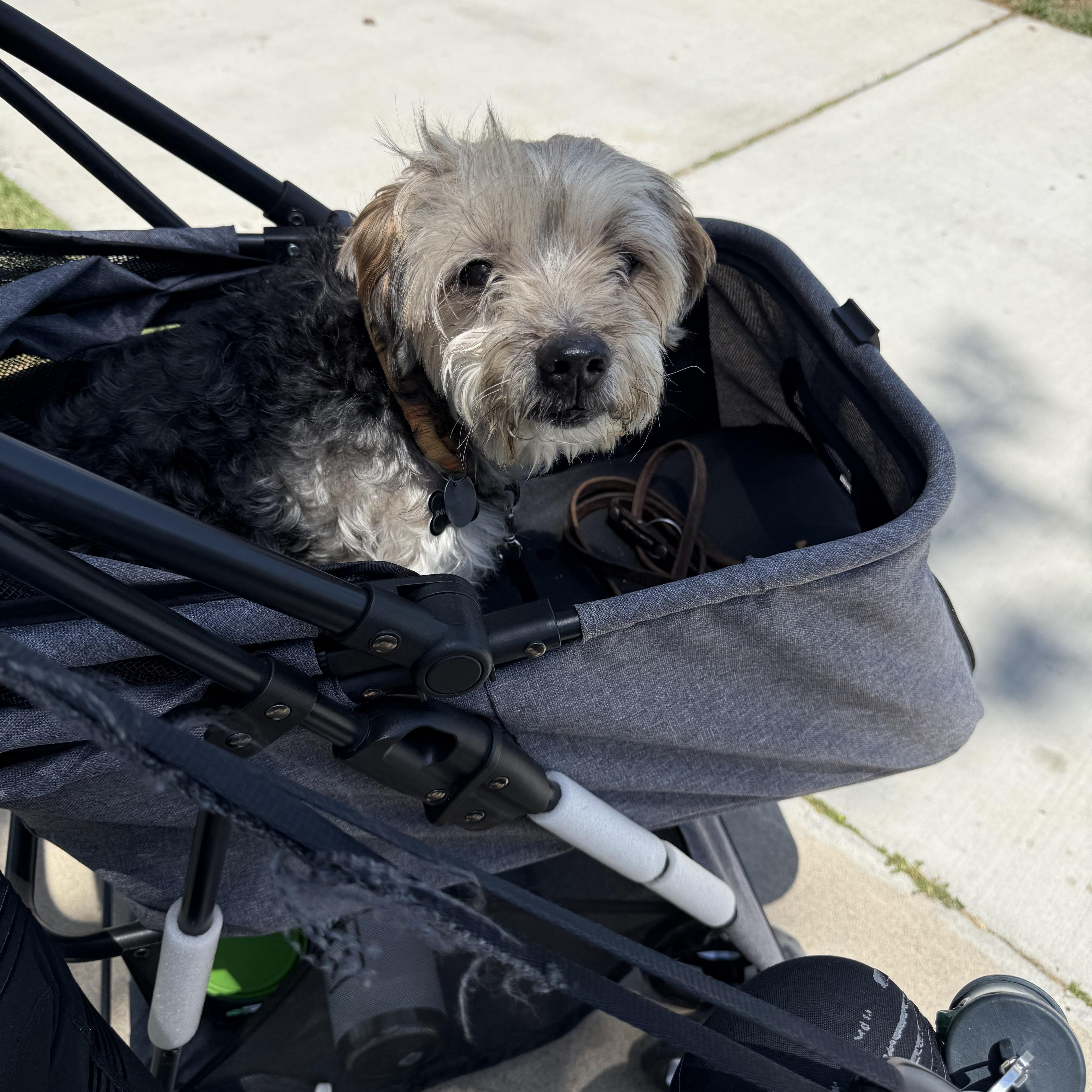 An adult small-sized male Gray / Blue / Silver Yorkshire Terrier dog named Raz for adoption in Encino, CA