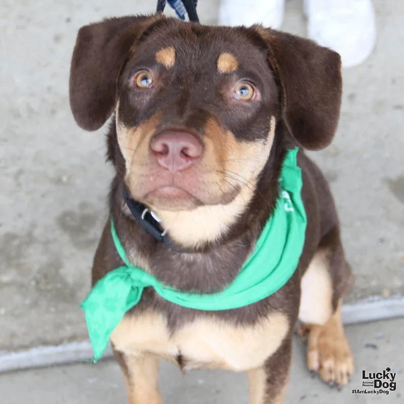 A young medium-sized male Labrador Retriever dog named Par for adoption in Washington, DC