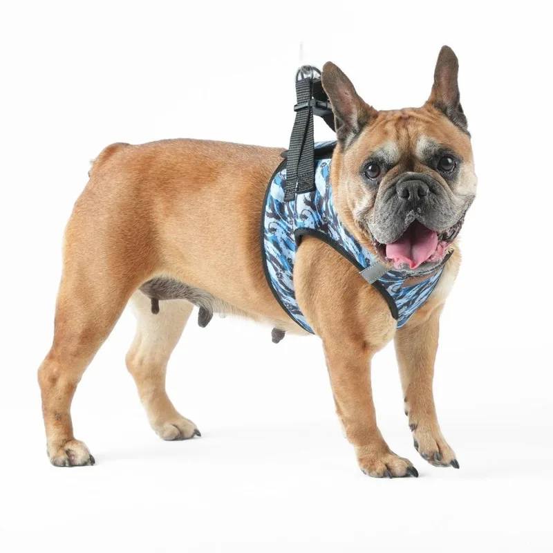 A senior small-sized female Brown / Chocolate French Bulldog dog named Activated for adoption in San Francisco, CA