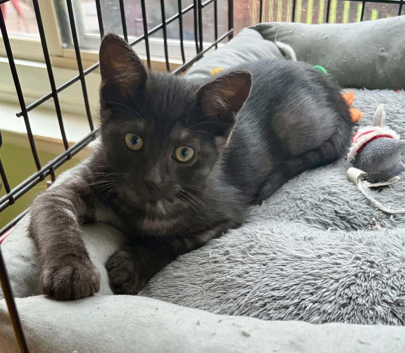A baby medium-sized female Tabby (Brown / Chocolate) Tabby cat named Jacqueline for adoption in Warren, NJ