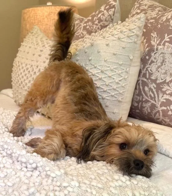 Teddy