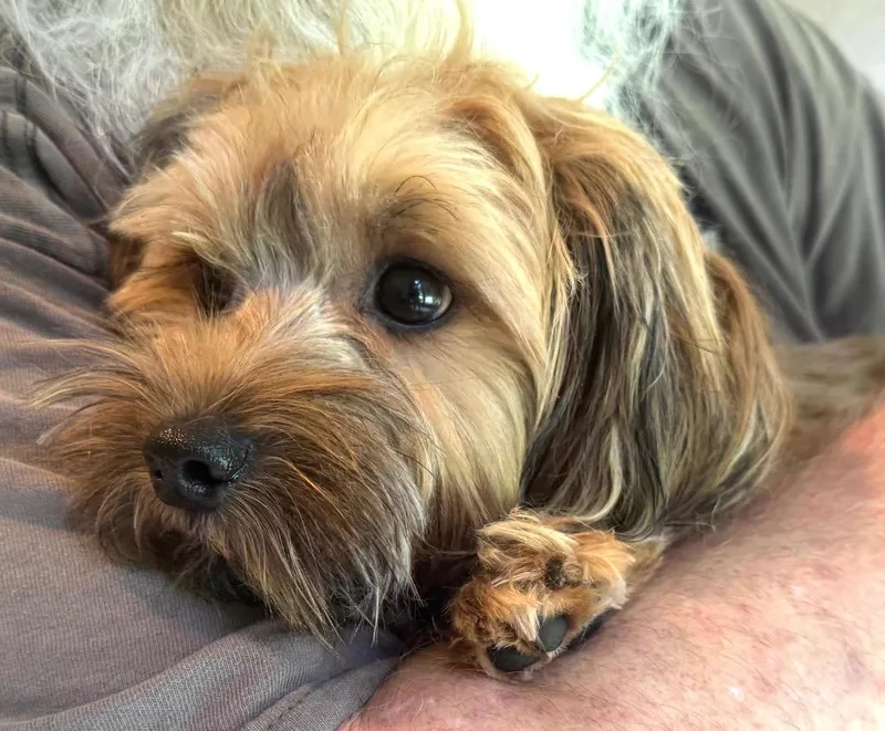 Teddy thumbnail 3