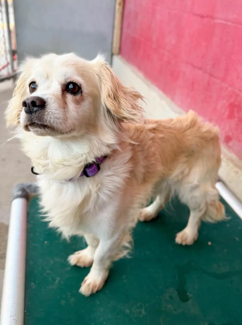 An adult small-sized male Spaniel dog named Major for adoption in Windsor, CO