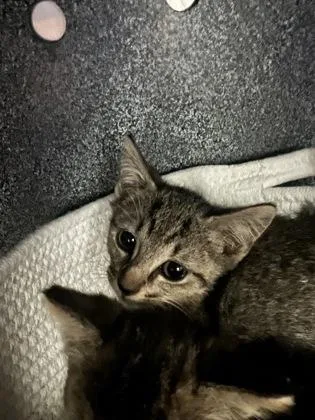 A baby small-sized male Domestic Short Hair cat named Finn for adoption in Daytona Beach, FL