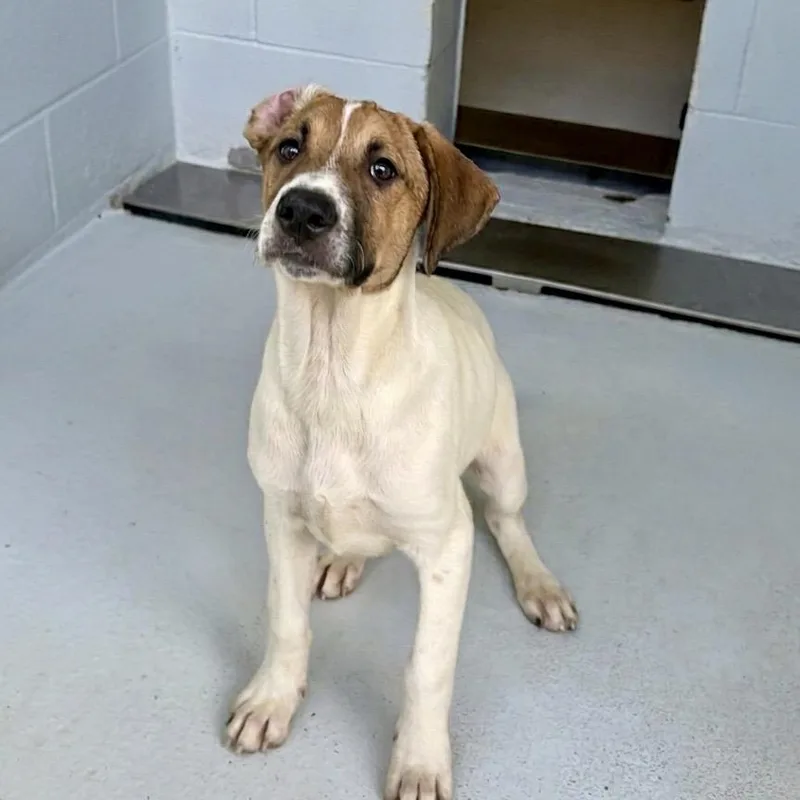 A baby medium-sized female White / Cream Shepherd dog named Gamora for adoption in Bastrop, TX