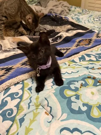 A baby small-sized female Domestic Short Hair cat named Pigeon for adoption in Lawrenceville, GA