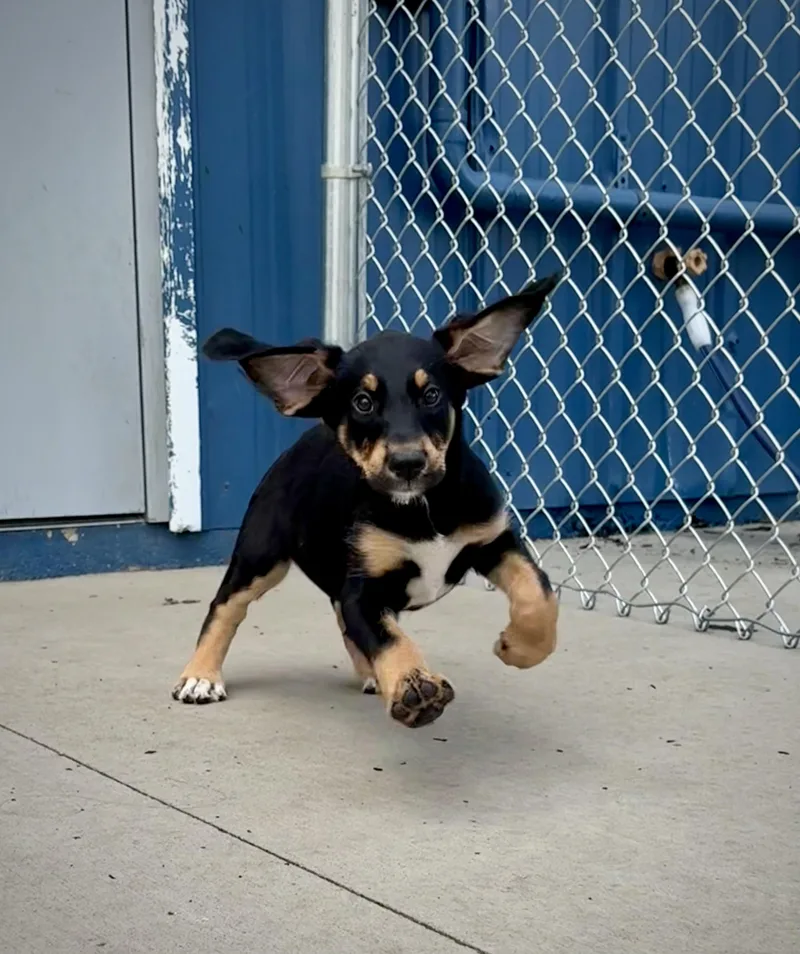 Primrose thumbnail 2