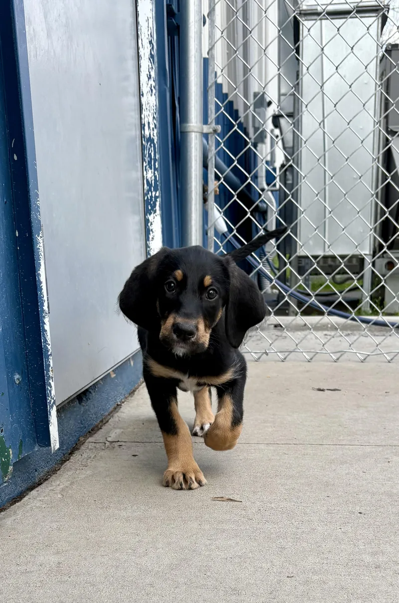 Primrose thumbnail 3