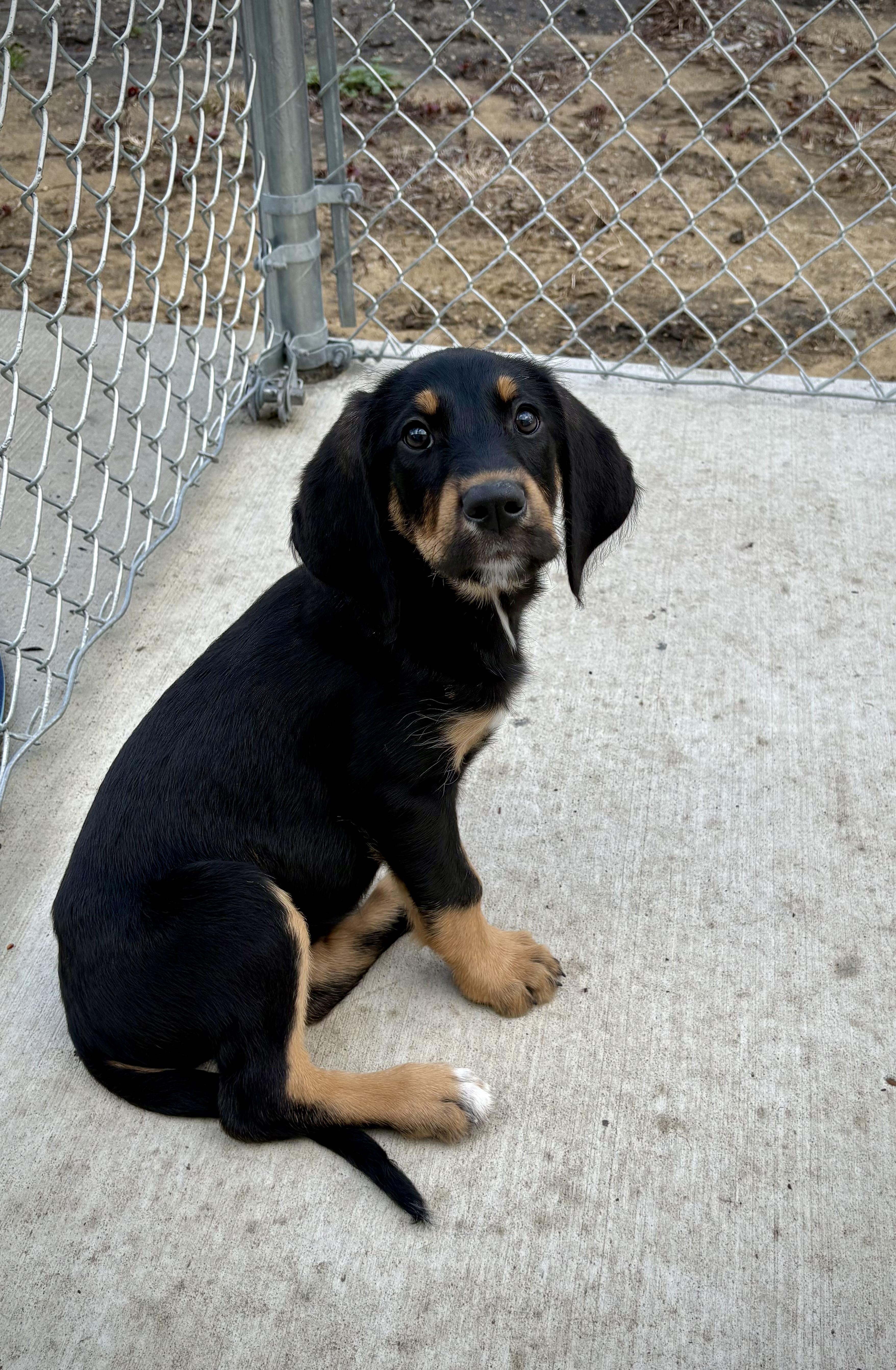A baby large-sized female Tricolor (Brown, Black, & White) Black and Tan Coonhound dog named Primrose for adoption in Kalamazoo, MI