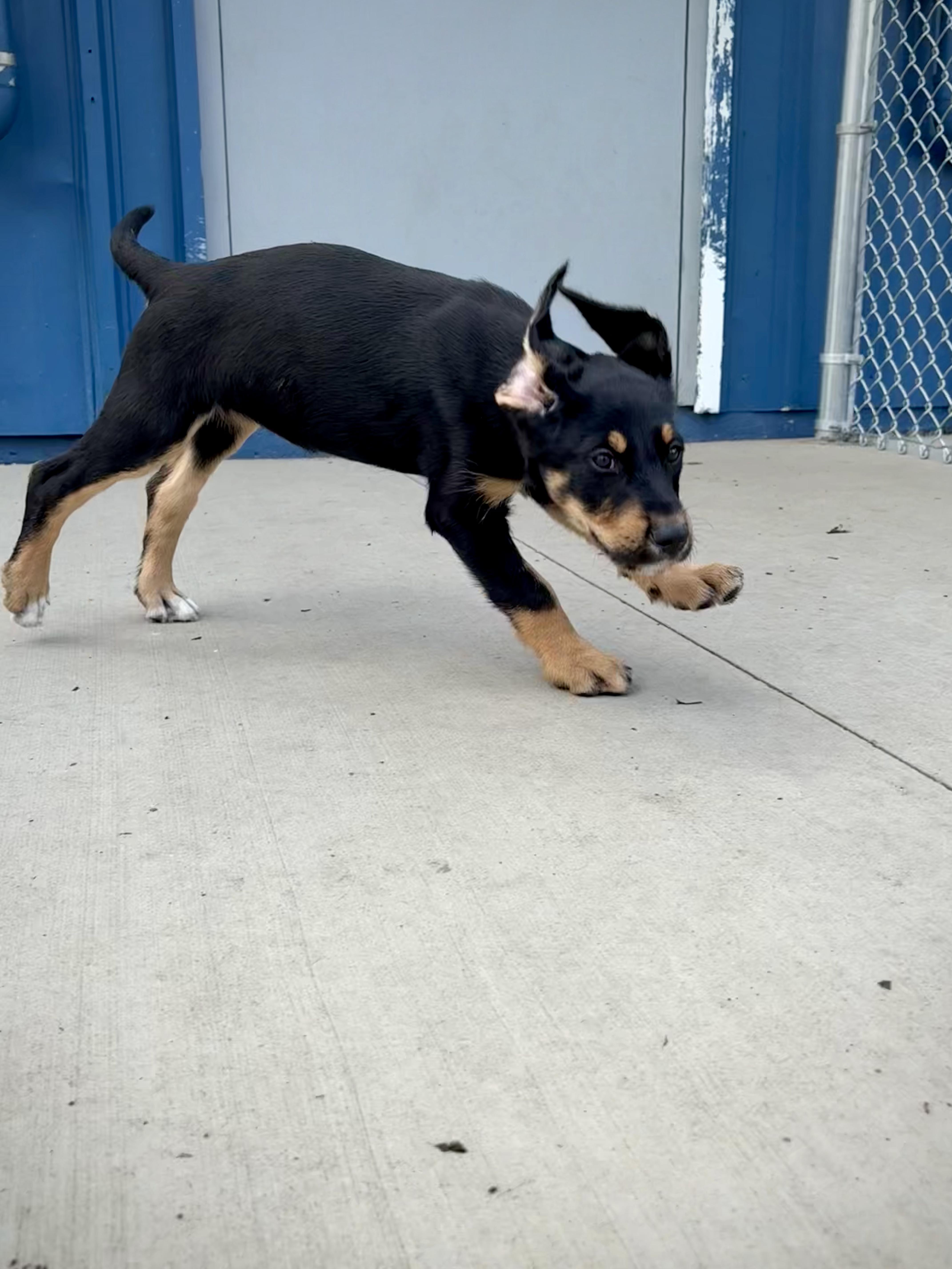 Primrose thumbnail 4