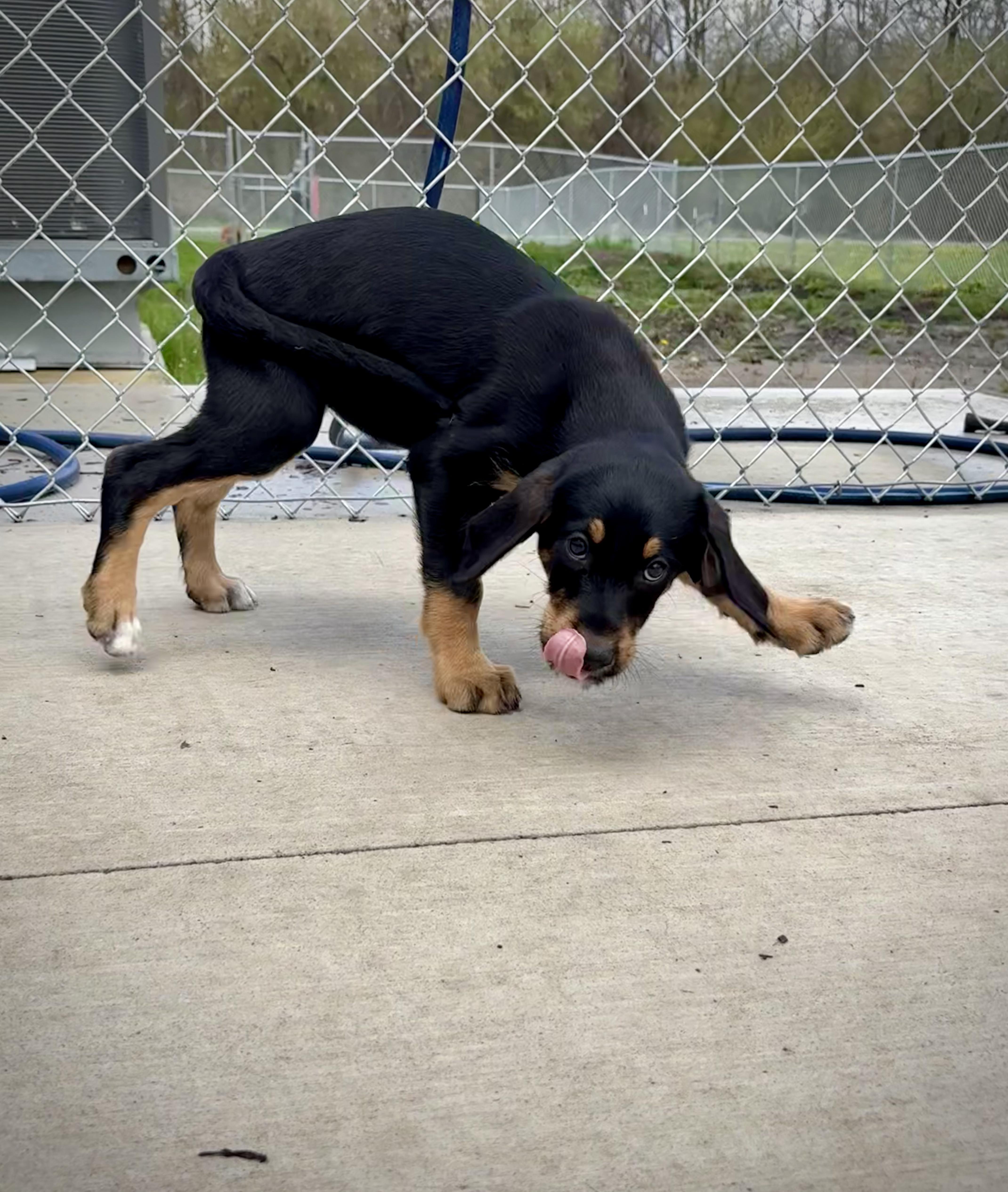 Primrose thumbnail 5