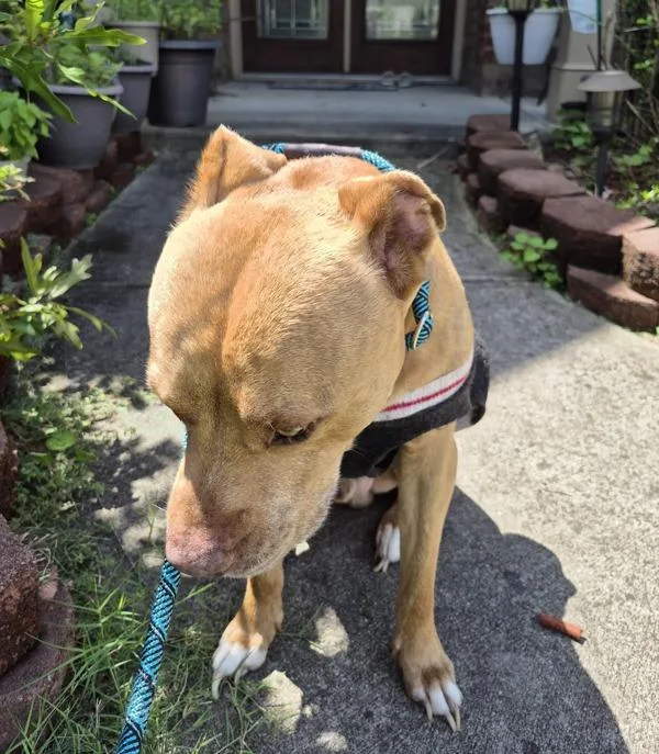 An adult large-sized male Pit Bull Terrier dog named Vc for adoption in Lawrenceville, GA
