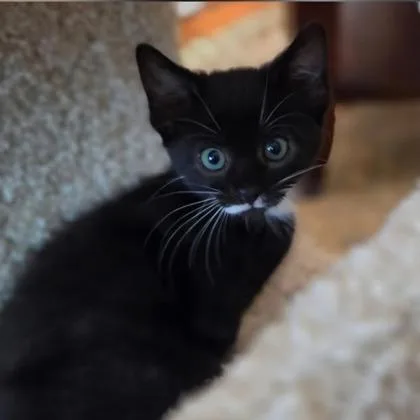 A baby small-sized female Black Domestic Short Hair cat named Fran for adoption in Voorhees, NJ