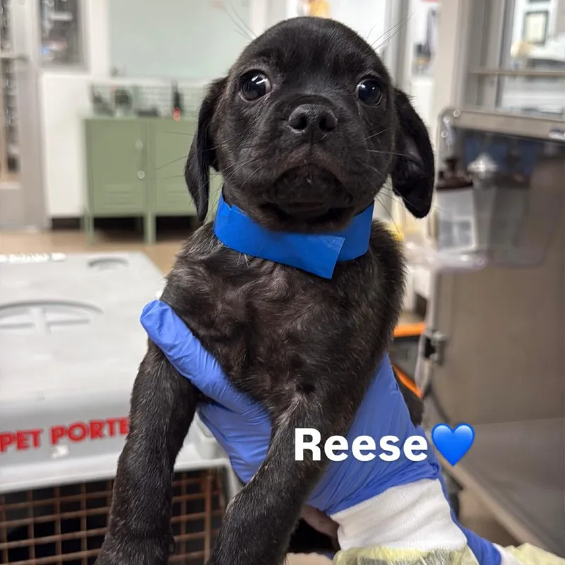 A baby small-sized male Pug dog named Reese A for adoption in Mission Hills, CA