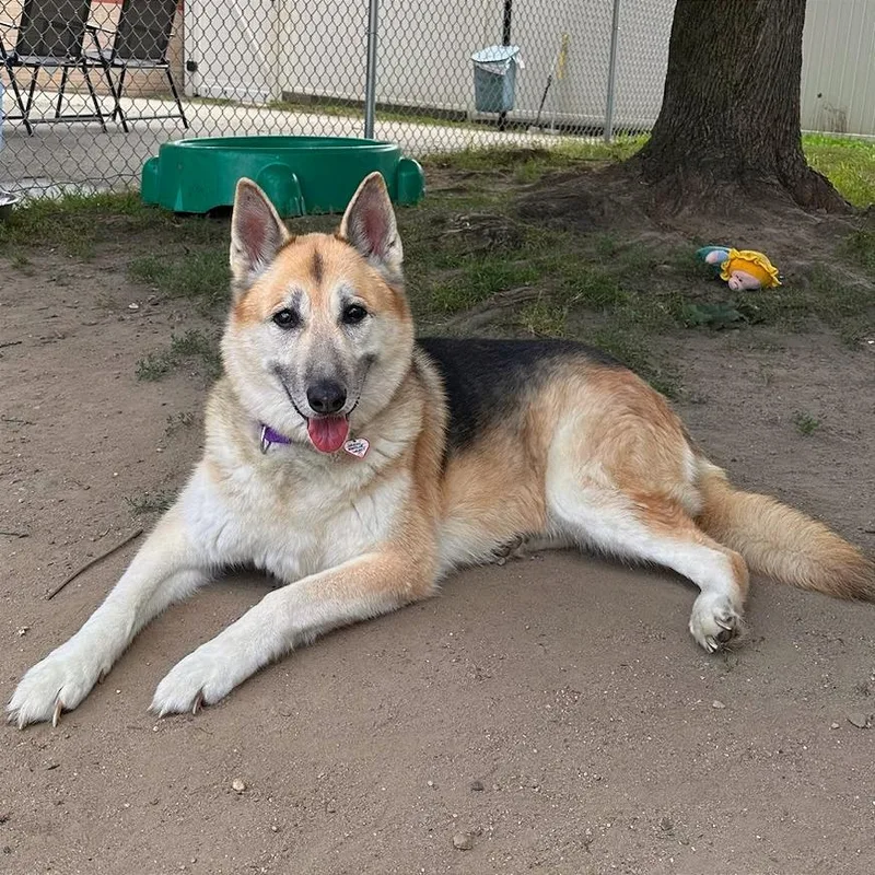A senior large-sized female Yellow / Tan / Blond / Fawn German Shepherd Dog dog named Callie for adoption in Springfield, MA