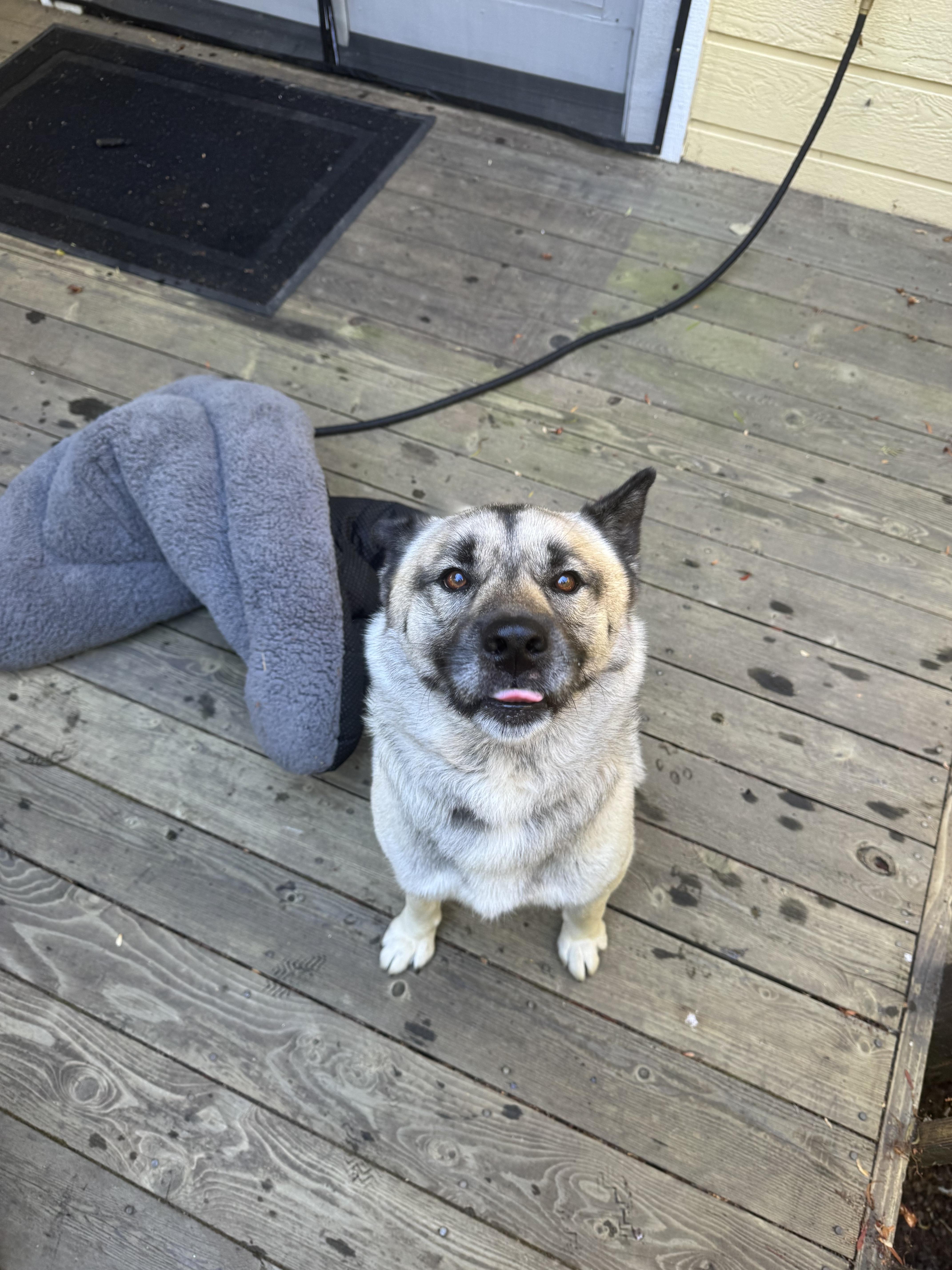 Lost Akita Mix In thumbnail 2