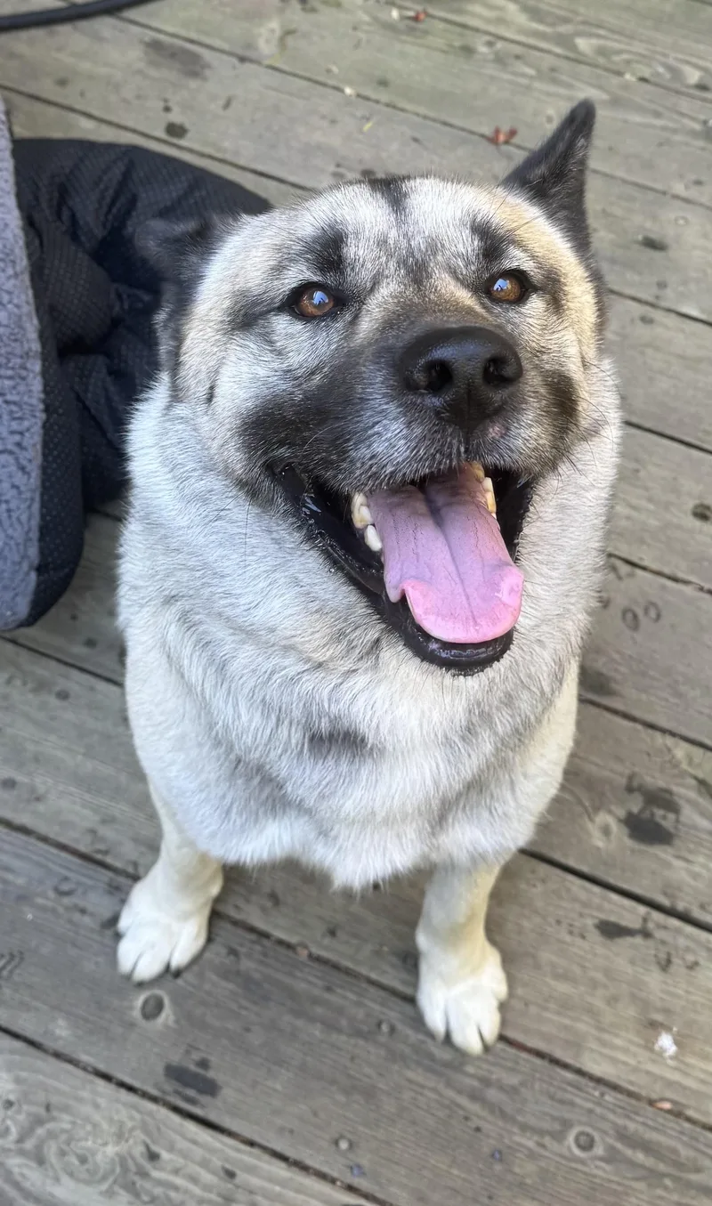 Lost Akita Mix In thumbnail 3