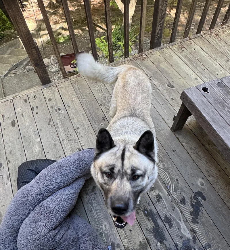 Lost Akita Mix In
