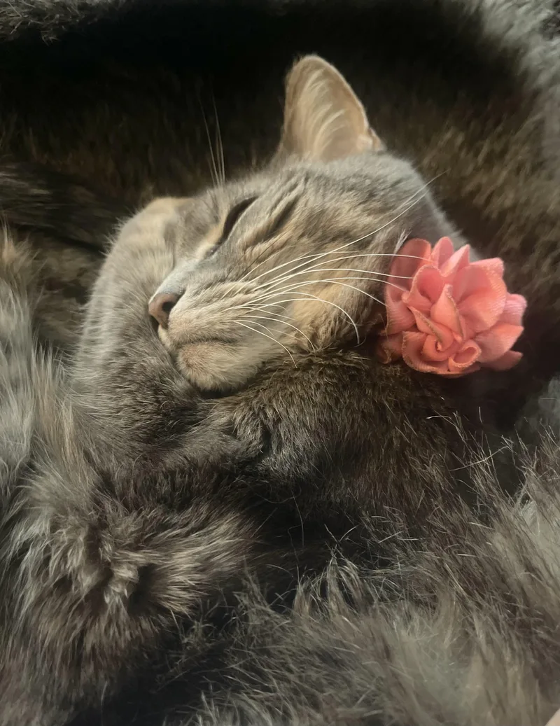 Maia