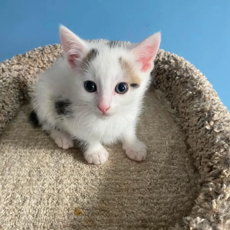 A baby small-sized male American Shorthair cat named Muffin for adoption in Danbury, CT