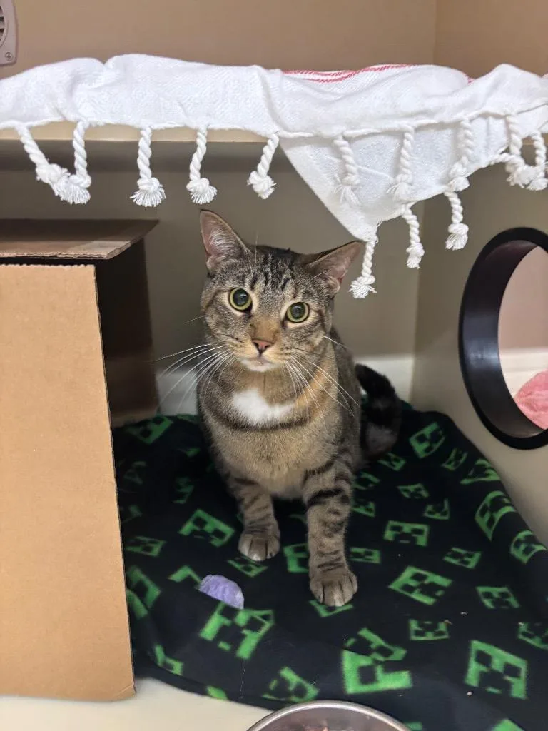 An adult medium-sized female Domestic Short Hair cat named Vivian for adoption in Bloomington, IN