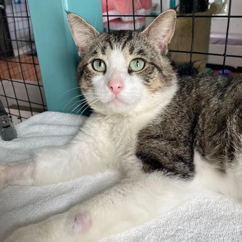 A young small-sized male Domestic Short Hair cat named Shiloh for adoption in Los Angeles, CA