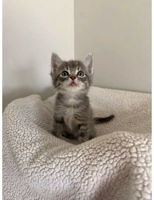 A baby small-sized male Domestic Short Hair cat named Ollie for adoption in Long Beach, CA