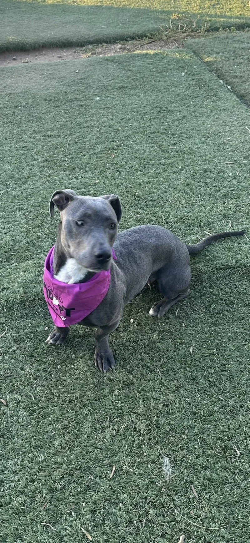 A young medium-sized female Dachshund dog named Selma for adoption in Agua Dulce, CA