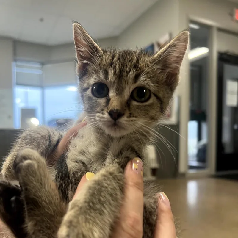 A baby small-sized female Brown / Chocolate Domestic Short Hair cat named Sprint for adoption in Chaska, MN
