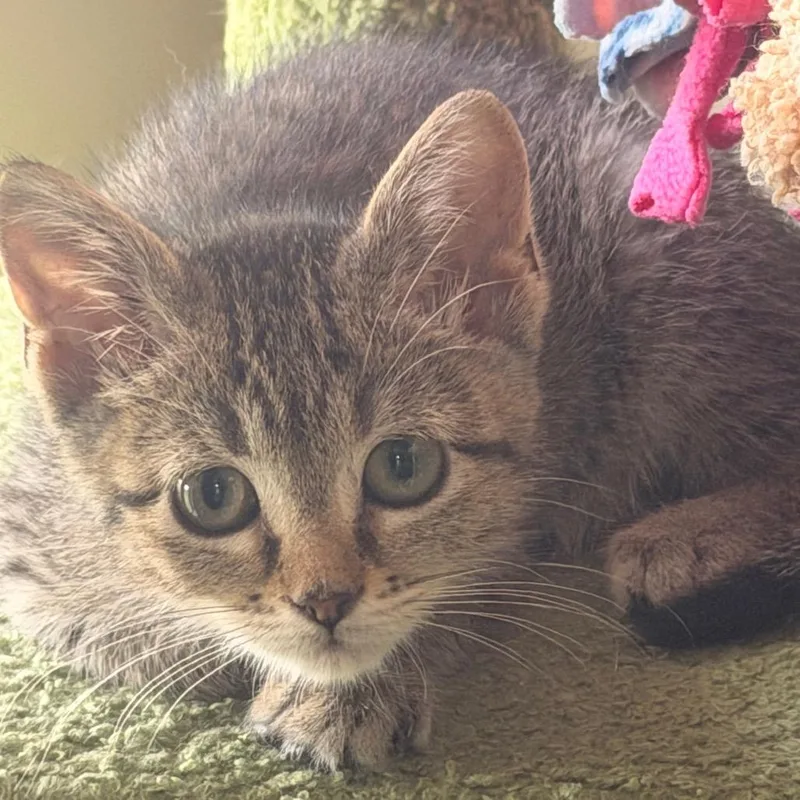 Sprint thumbnail 2